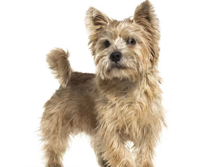 Collection image for: Norwich Terrier
