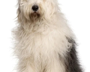 Collection image for: Old English Sheepdog (Bobtail)