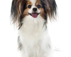 Collection image for: Papillon