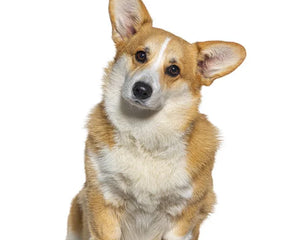 Collection image for: Pembroke Welsh Corgi