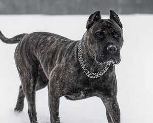 Collection image for: Perro de Presa Canario