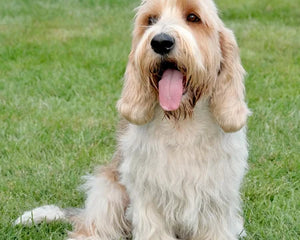 Collection image for: Petit Basset Griffon Vendéen