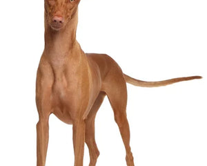 Collection image for: Pharaoh Hound