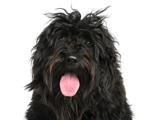 Collection image for: Portuguese Water Dog