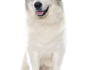 Collection image for: Pyrenean Mountain Dog