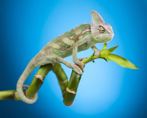 Collection image for: Reptilprodukter