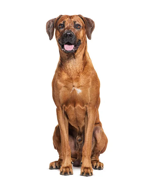 Rhodesian Ridgeback