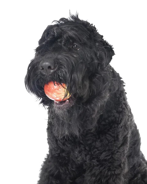 Russian Black Terrier