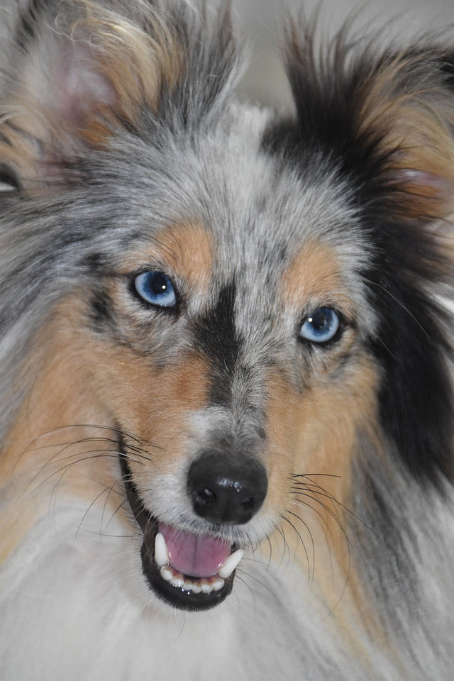 Shetland Sheepdog