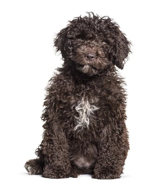 Spanish Water Dog
