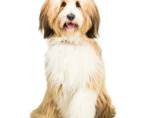 Collection image for: Tibetan Terrier