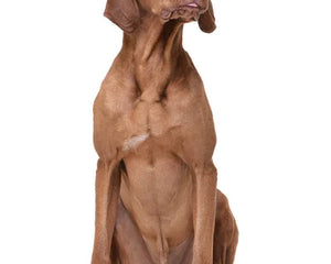 Collection image for: Vizsla