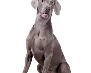 Collection image for: Weimaraner
