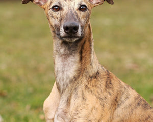 Collection image for: Whippet