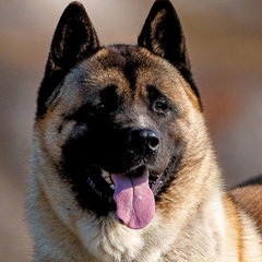 Amerikansk Akita – Stor, lojal och kraftfull hund med tät päls och vakande blick