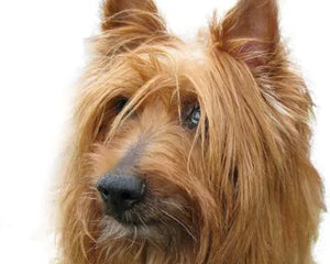 Collection image for: Australisk terrier
