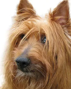 Collection image for: Australisk terrier
