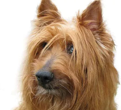 Australisk terrier