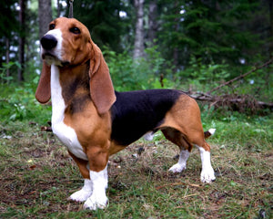 Collection image for: Basset artésien normand