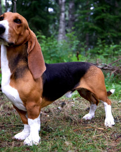 Collection image for: Basset artésien normand