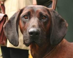 Collection image for: bayersk viltspårhund
