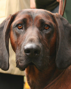 Collection image for: bayersk viltspårhund
