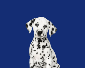 Hundprodukter