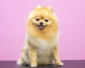 Collection image for: Pomeranian