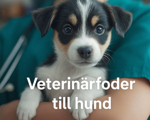 Veterinärfoder till hund