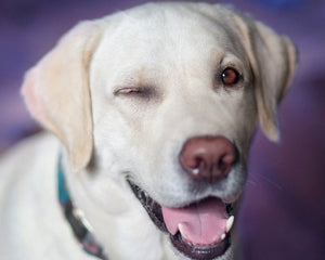 Collection image for: Labrador Retriever