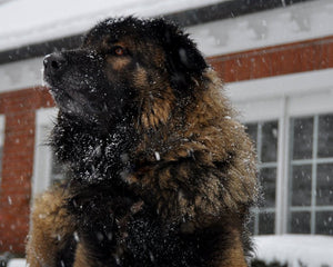 Collection image for: Estrela Mountain Dog