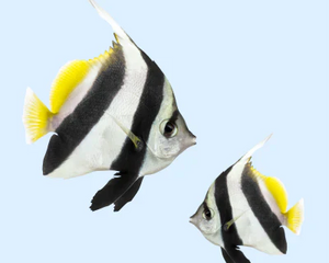 Fiskprodukter