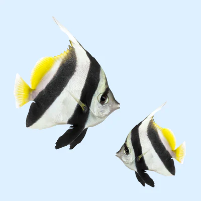 Fiskprodukter