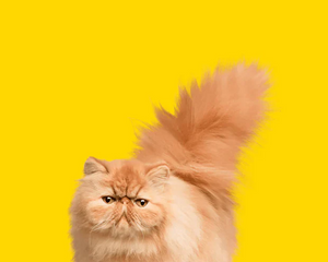 Kattprodukter