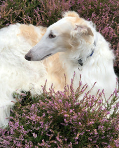 Collection image for: Borzoi