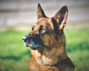 Tysk Schäferhund