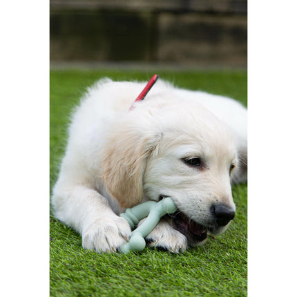 Nylabone Tuggleksak För Hundar Nylabone Sensory Tactile Ring Grön Jordnötssmör Kyckling S