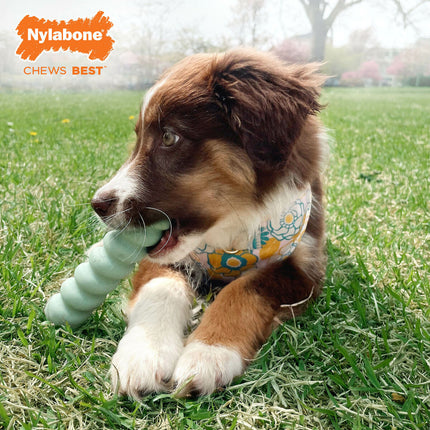 Nylabone Tuggleksak För Hundar Nylabone Sensory Tactile Stick Grön Jordnötssmör Bacon S