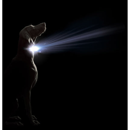 Dog Gone Smart Hundhalsband Dog Gone Smart Purpur L Ljus