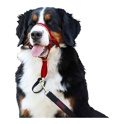 Company Of Animals Hund Utbildning Kragar Company Of Animals Halti Munkorg (40-54 Cm)