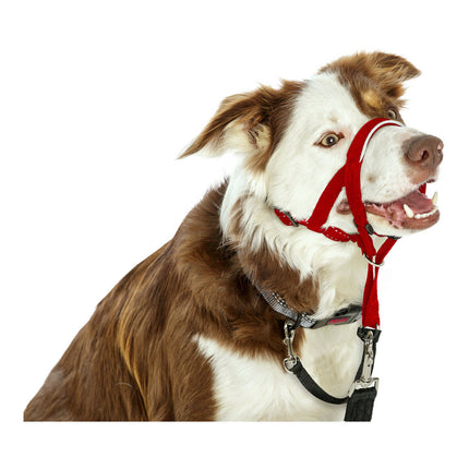 Company Of Animals Hund Utbildning Kragar Company Of Animals Halti Munkorg (40-54 Cm)