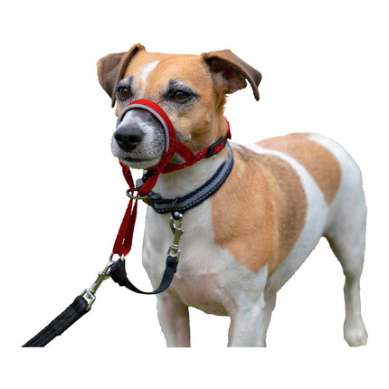 Company Of Animals Hund Utbildning Kragar Company Of Animals Halti Munkorg (40-54 Cm)