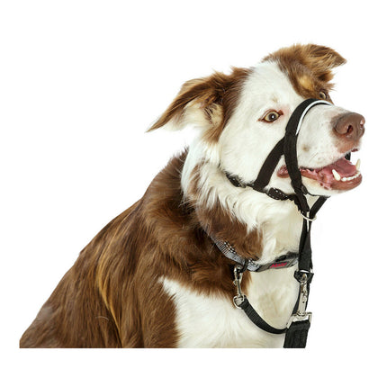 Company Of Animals Hund Utbildning Kragar Company Of Animals Halti Svart Munkorg (51-73 Cm)