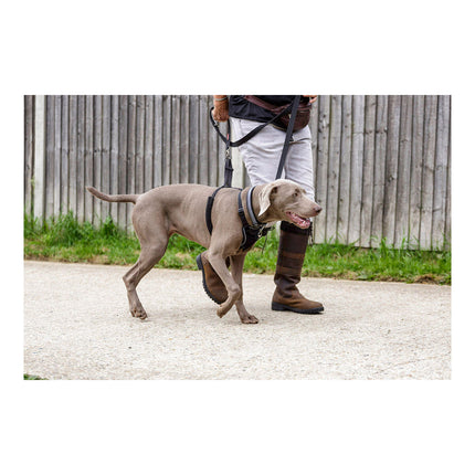 Company Of Animals Hundsele Company Of Animals Halti Storlek S (26-36 Cm)