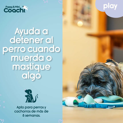 Coachi Hundsele Coachi