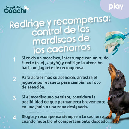 Coachi Hundsele Coachi
