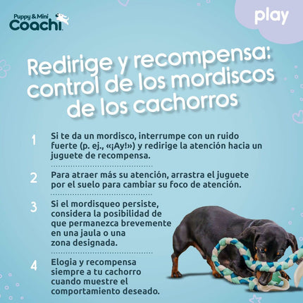 Coachi Hundsele Coachi