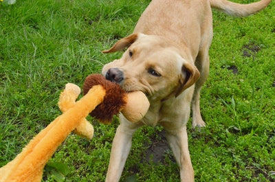 Happy Pet Glückliche Mütze Wilder Krinklerlöwe