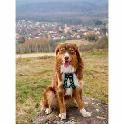 Olympia Hundsele Olympia S