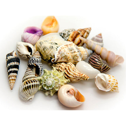 Akvastabil Snäckor Akvastabil Sea